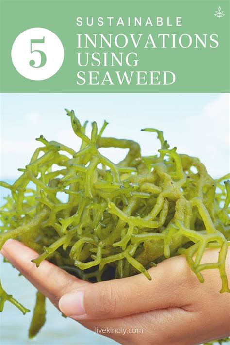 Preserving the Magic: Conservation Efforts for Seaweed Eureka